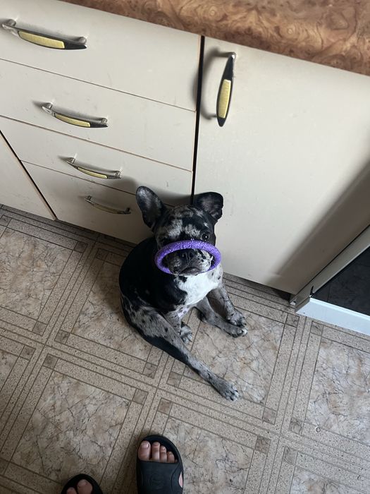 Вʼязка французький бульдог