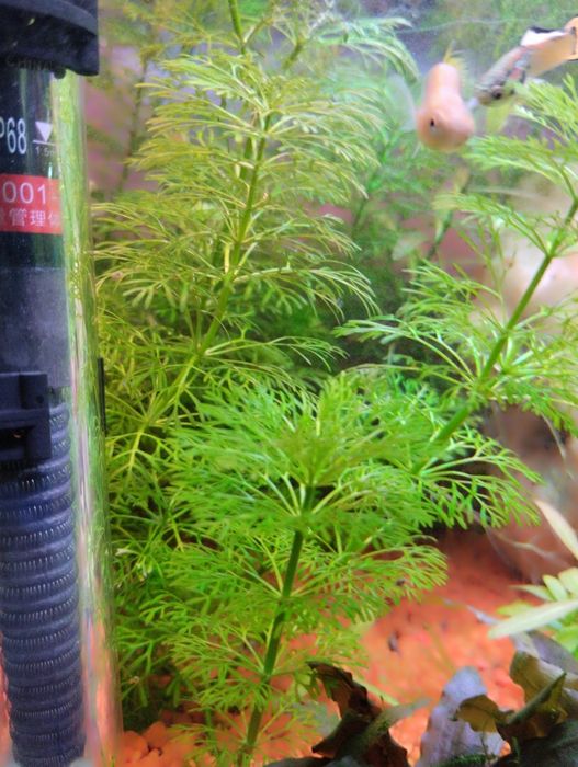 Sessiliflora planta de aquário