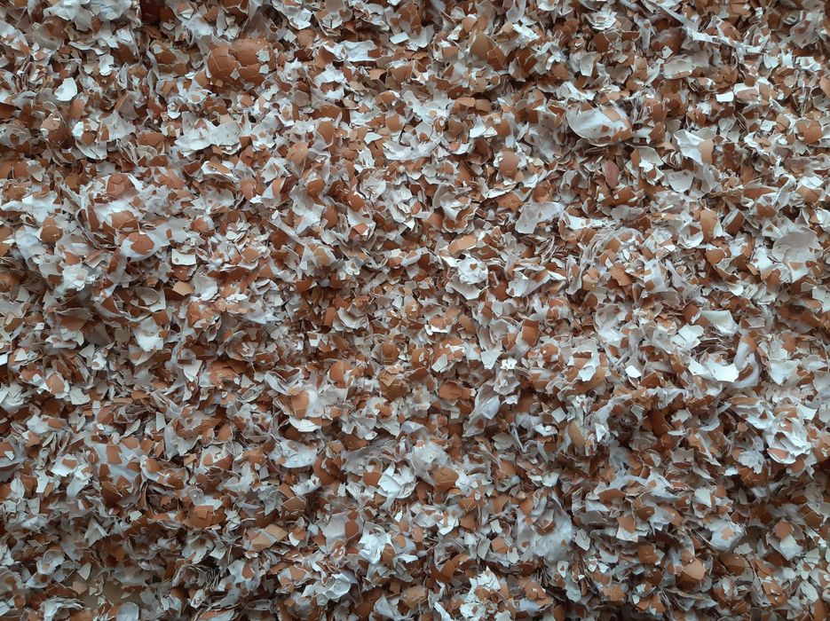 Skorupki jajek suche