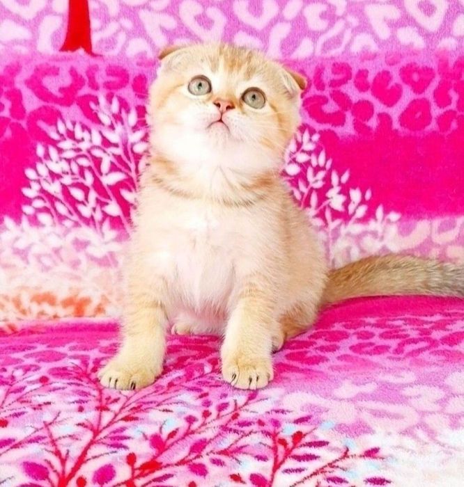Золота шиншила Чудо хлопчик фолдик