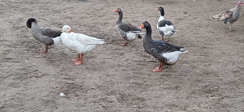 Sprzedam gęsi ,samice i samce