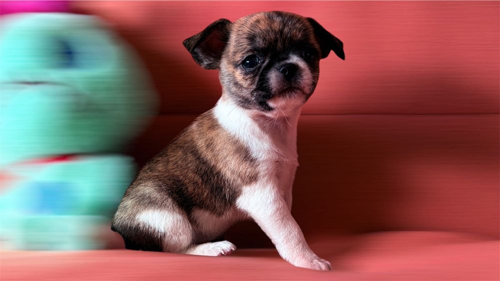 Chihuahua  Fêmea tigrada