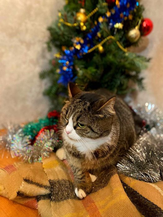 Дуже контактна кішечка, 1,5 роки