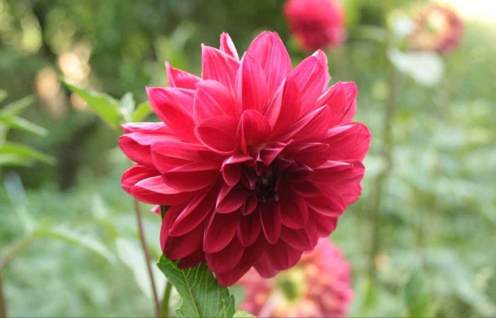 Bulwy dalii, georgini, 4 kg - czerwone.