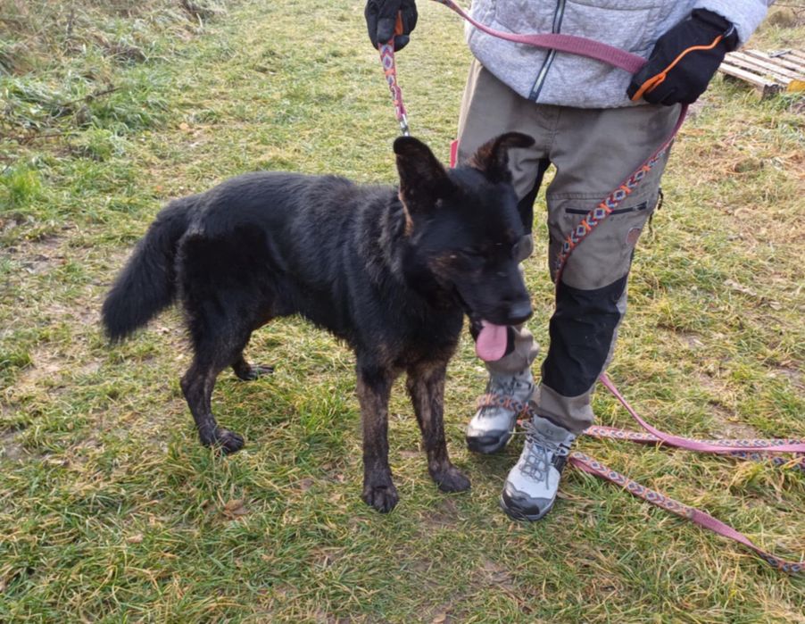 BIES w typie owczarka.Upodlony i samotny.Serce się kraja na jego widok