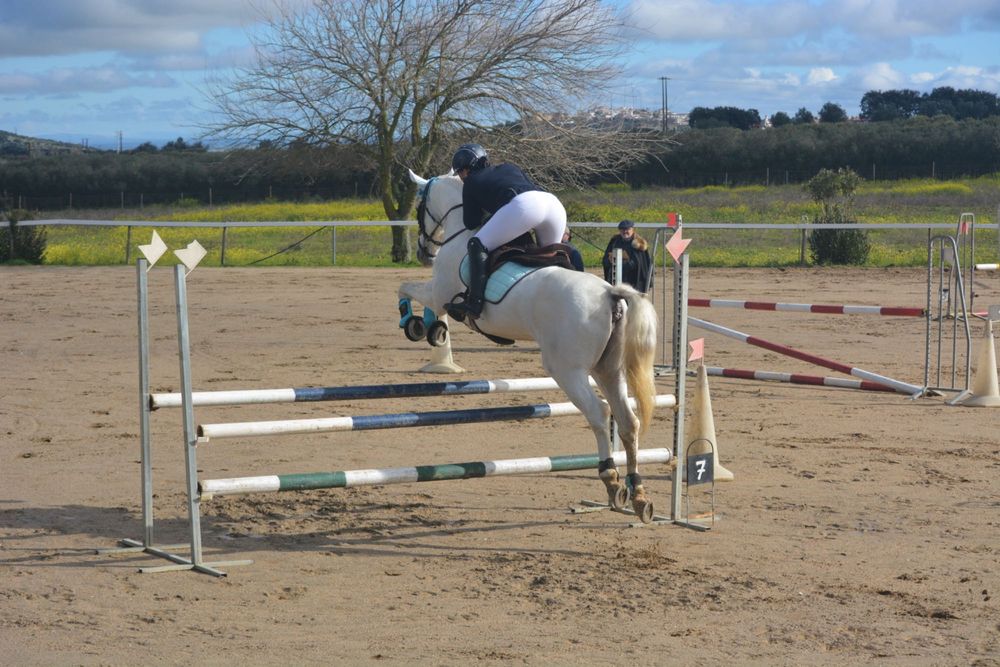 Cavalo PSL de obstáculos