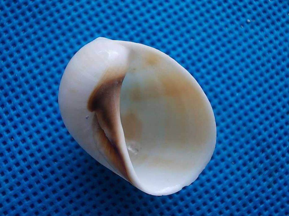 Muszle morskie- Polinices melanostomus