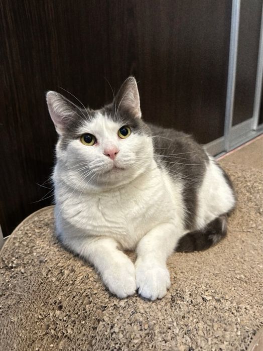 Котик Бос шукає нову сімʼю