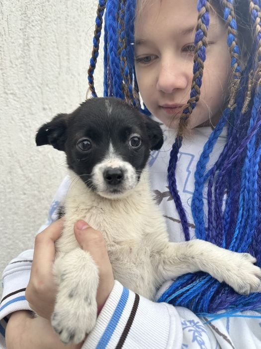 Цуценята маленької породи