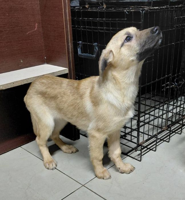 Рыжулька в хорошие ручки!