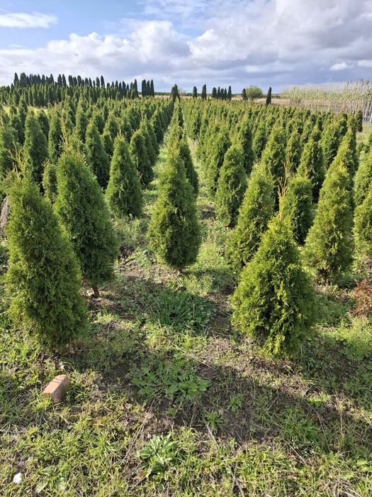 Thuja szmaragd gold 160-180