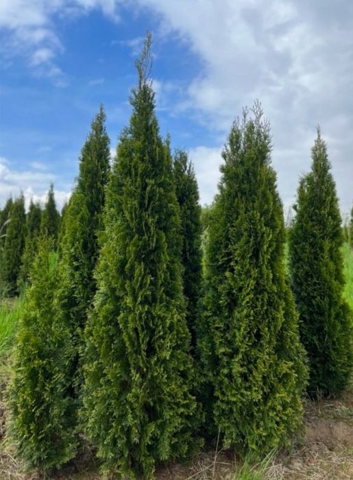 Tuja szmaragd z możliwością transportu