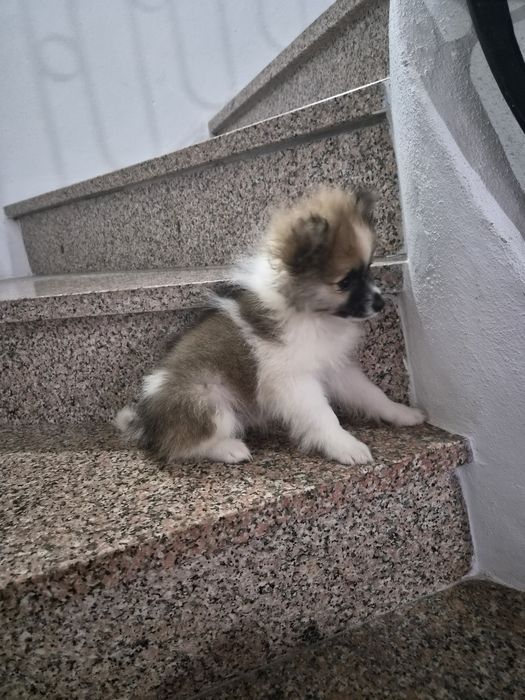 Spitz alemão macho