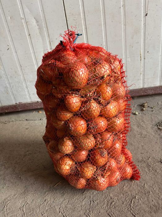 Cebula żółta z siewu od Rolnika !