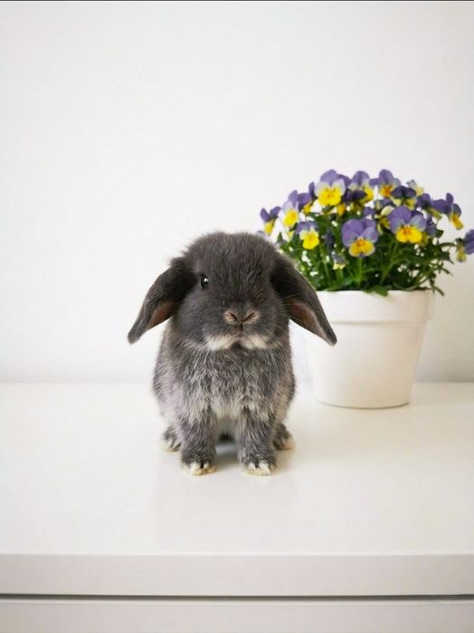 Króliczki Mini Lop