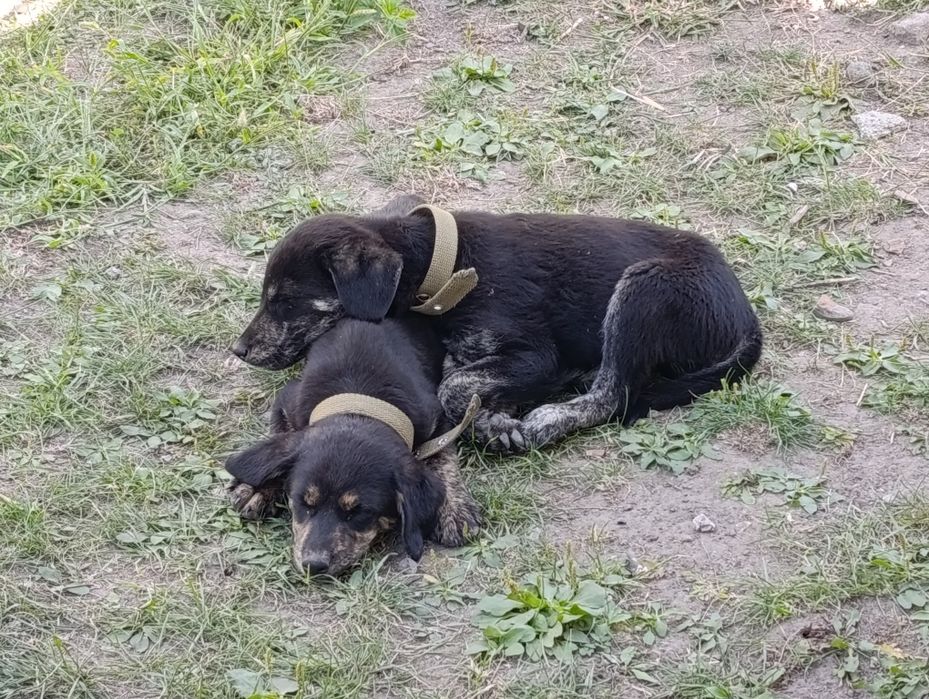 Цуценята 3-місячні ТЕРМІНОВО