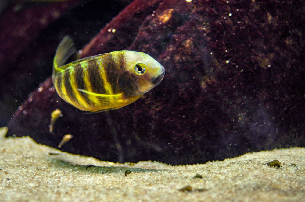 Tropheus Kalemie f1, ciclideos africanos, lago tanganyika