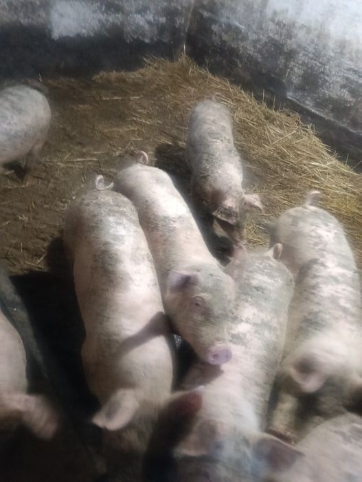 Продам малих поросят
