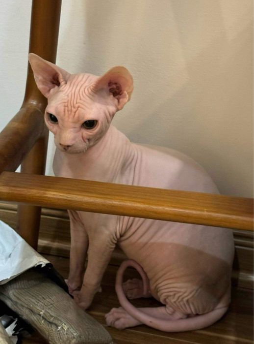 Dostępny w hodowli kociaki. Biały Czarny na Już ‼️ Wwa Sfinks • Sphynx