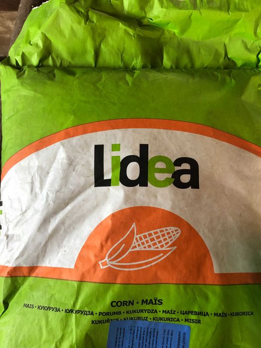 Kukurydza KWS Hypolito , Mas 31 L, ES Inventive, Citadel , DKC 3796