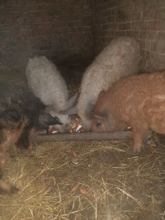 продам поросят 4.5 месяца