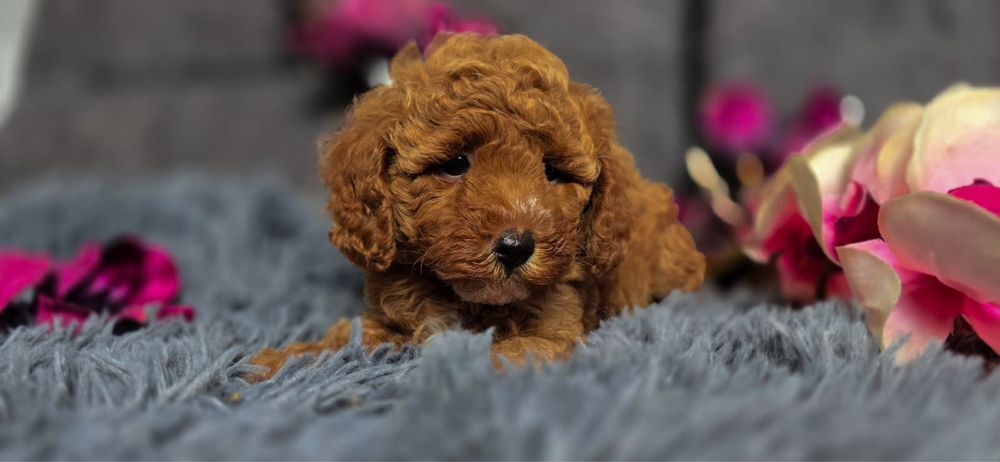 Mini xxs Maltipoo ciemna piękna kręcona suczka typ laleczki jedyna taka