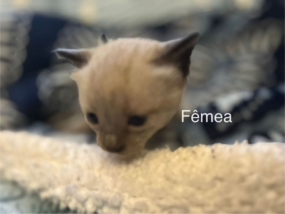 Gatinhos bebés para adoção