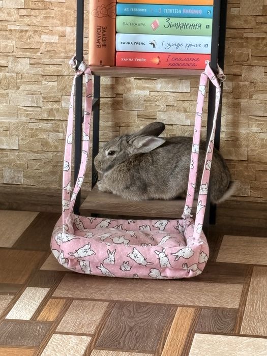 Продам кролика хлопчика