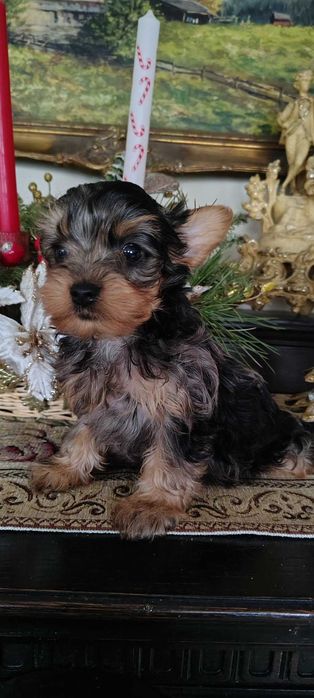 Suczka york merle gotowa do zmiany domku