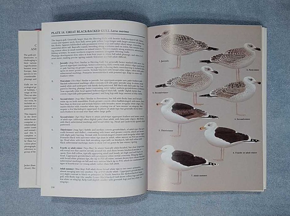 Mewy Europy, Azji i Ameryki Północnej po angielsku