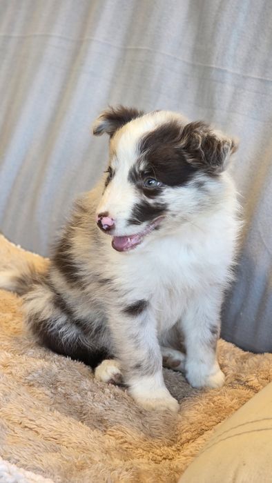 Border Collie Red Merle Fêmea (Olho Azul e Verde)