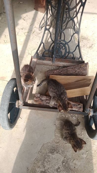 Віддамо кошенят в добрі руки.