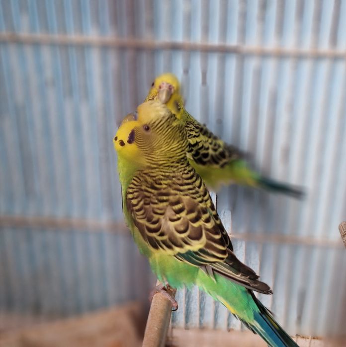 Vendo conjunto de pássaros