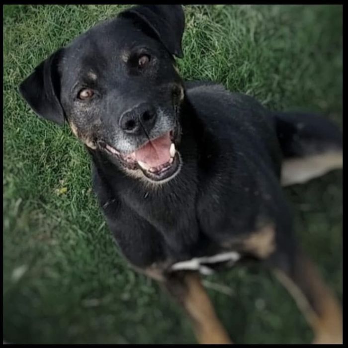 Baki - pies w typie amstaffa do adopcji