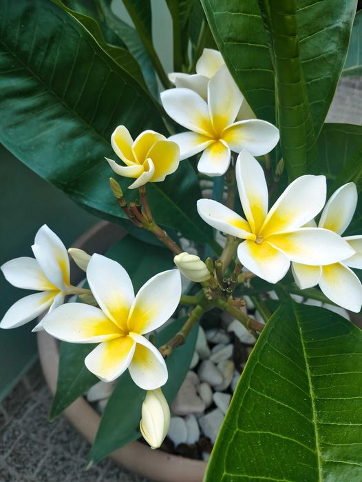 Poda de Jasmim manga ou plumeria.