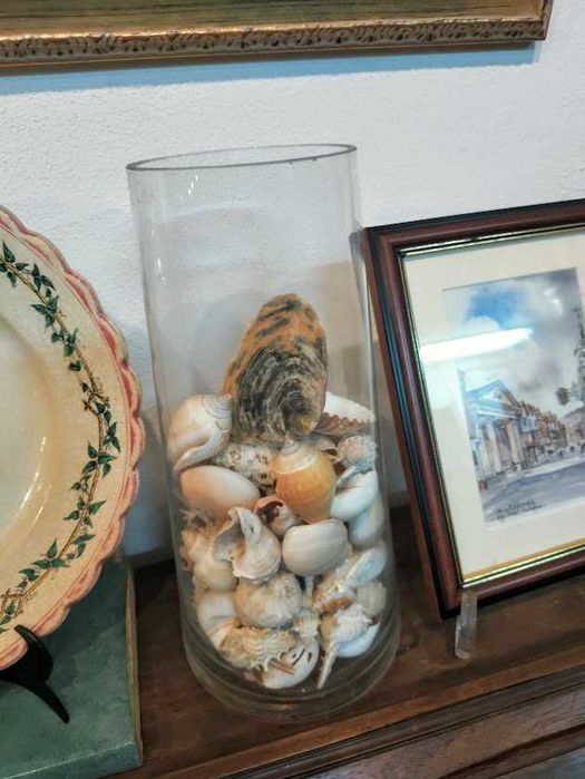 Conchas e Bivalves variados em vaso de vidro