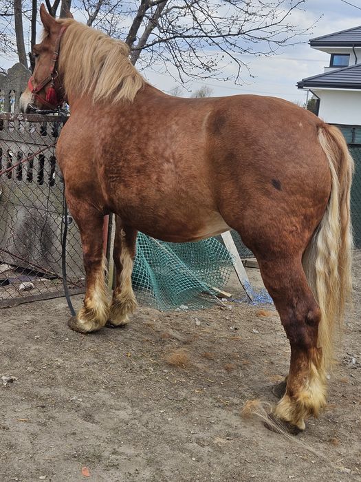 Klacz w typie sztumskim