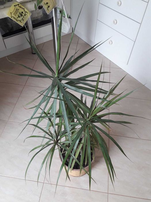 Драцена пальма Драконовое дерево