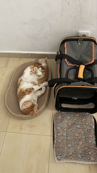 Gatinhos Laranjinhas Fofinhos