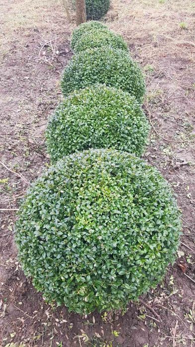 Самшит вічно зелений