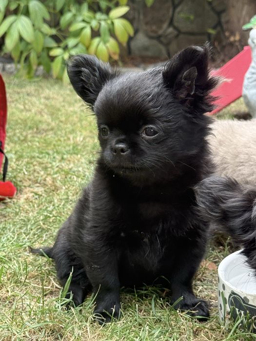 Piekny czarny  piesek chihuahua ZKwP FCI