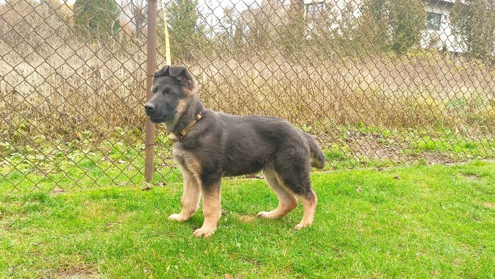 Owczarek niemiecki - piesek krótkowłosy