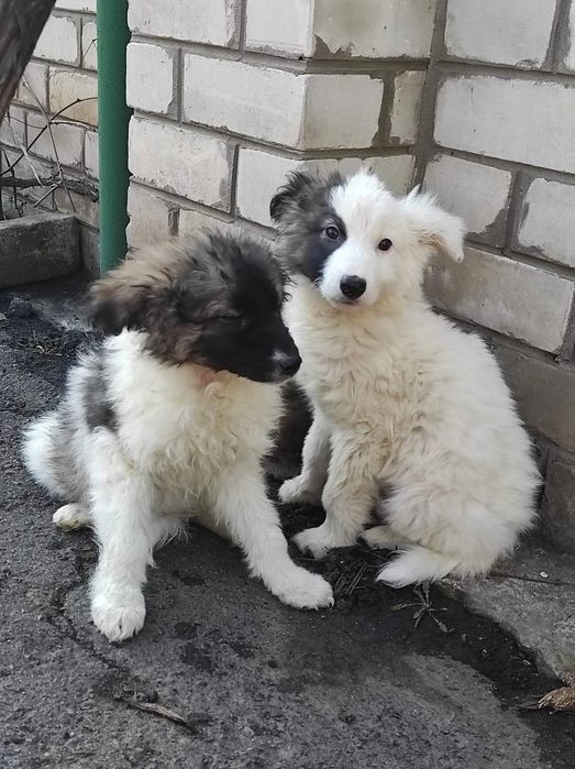 Стёпа в поисках своего человека