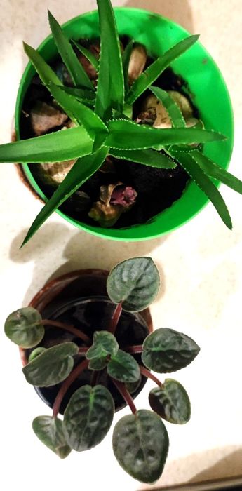 Кімнатні квіти недорого