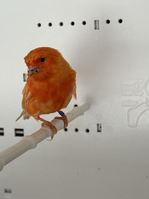 Canários Arlequim e Vermelho
