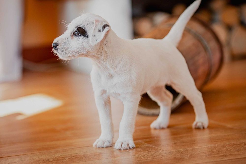 Parson Russell Terrier - suczka  ZKwP
