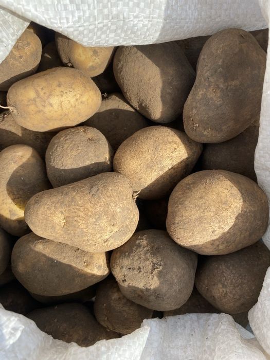 Продам картоплю домашню на гною