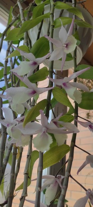 Орхідея Dendrobium aphyllum variegata