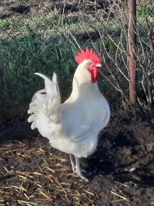 Бресс Гальський інкубаційні яйця