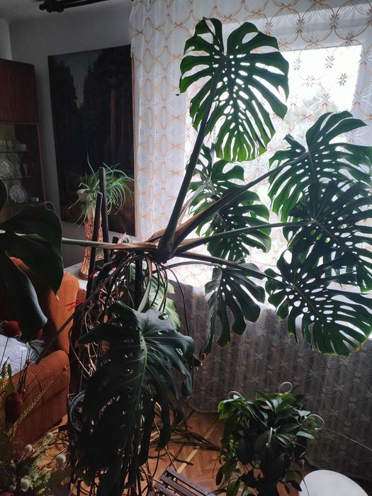 Kwiat monstera duży